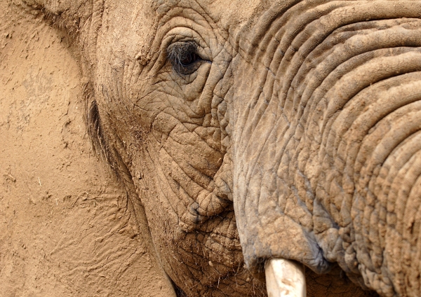 Close up view of an african elephant