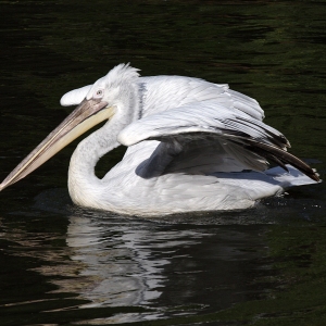 A pelican swimming on the water in the evening