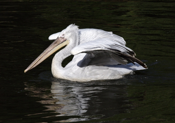 A pelican swimming on the water in the evening