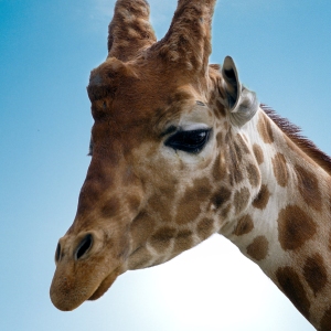 A close up view of a giraffe's head