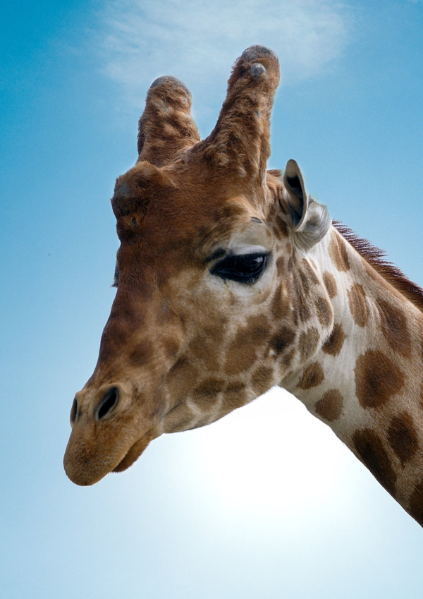 A close up view of a giraffe's head