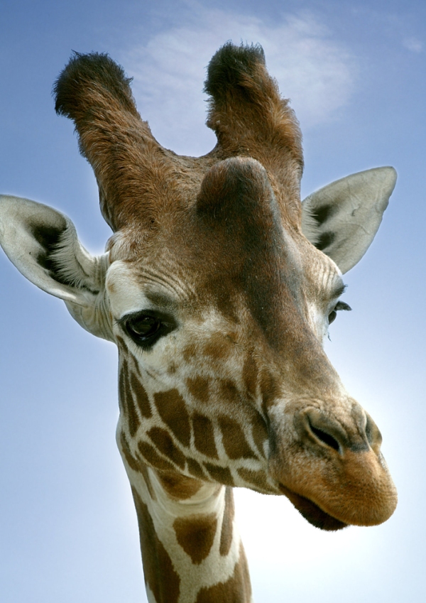 A young giraffe looking down at the camera