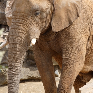 An african elephant close up view