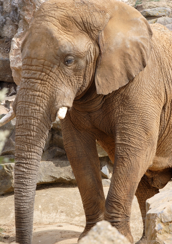 An african elephant close up view