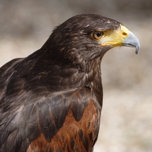 A close up view of a harris hawk