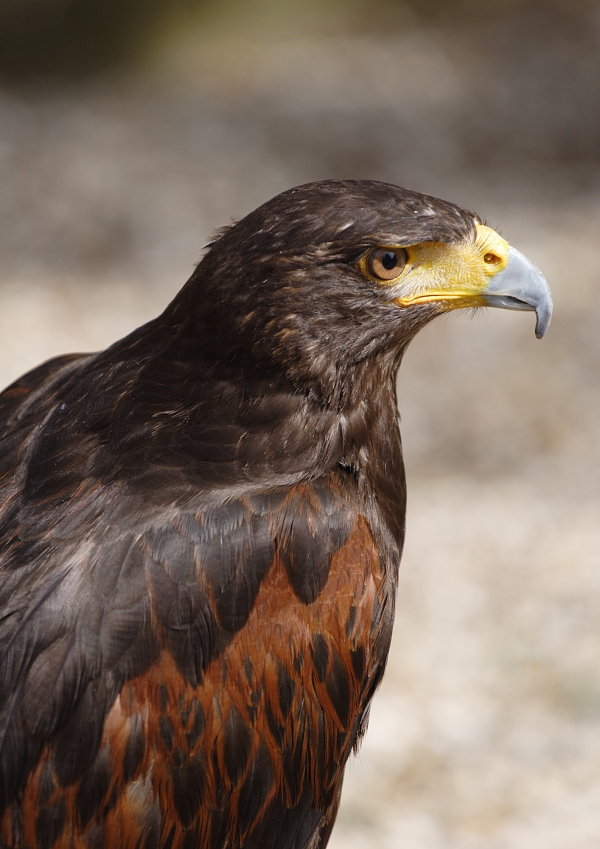 A close up view of a harris hawk