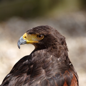 A harris hawk seen in close up profile