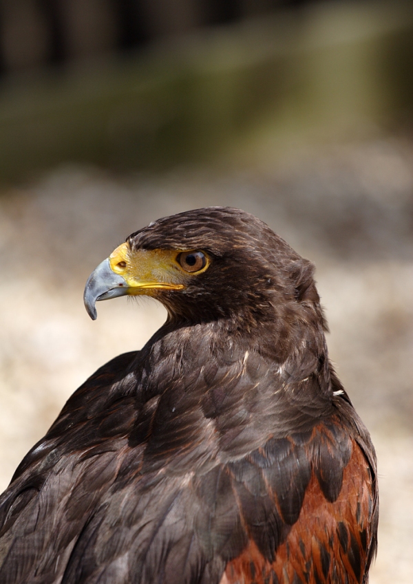 A harris hawk seen in close up profile