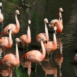 A flock of chilean flamingos on a lake