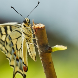 A swallowtail butterfly perched on a stick