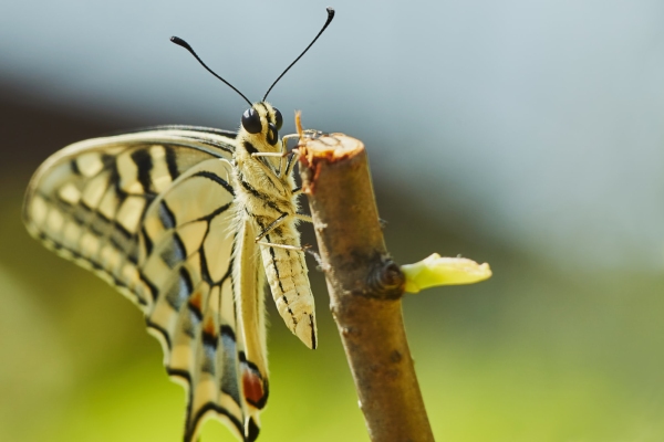 A swallowtail butterfly perched on a stick