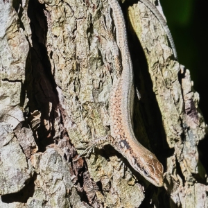 Lizard crawling on a tree hot summer day