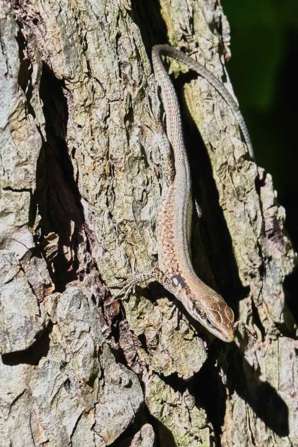 Lizard crawling on a tree hot summer day