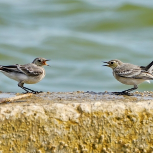 Two grey wagtails on a beach