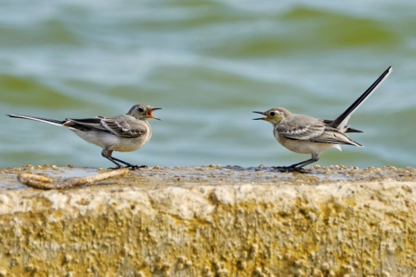 Two grey wagtails on a beach