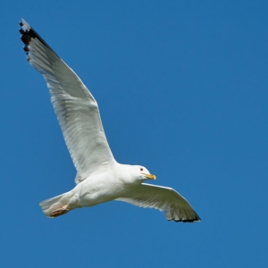 Seagull in flight against a blue sky