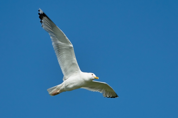 Seagull in flight against a blue sky