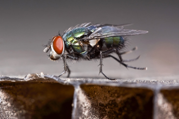 Dancing green fly in the garden in summer