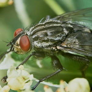 Gray fly in a hot summer day in the garden closeup