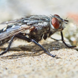 Gray fly in a hot summer day in the garden closeup