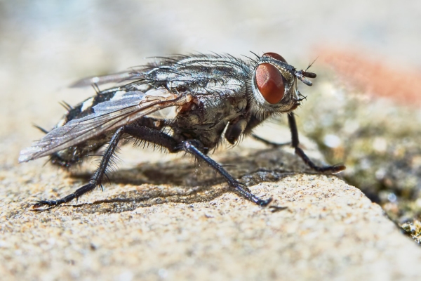 Gray fly in a hot summer day in the garden closeup