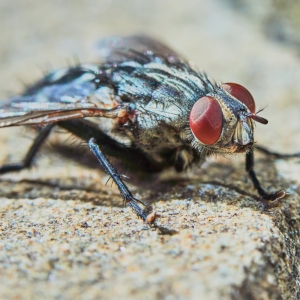 Gray fly in a hot summer day in the garden closeup