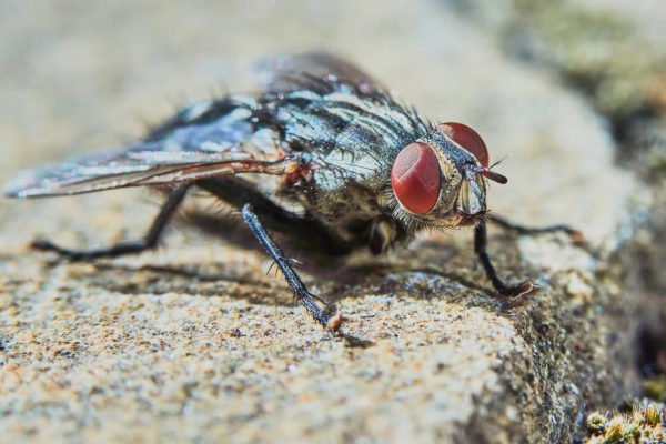 Gray fly in a hot summer day in the garden closeup