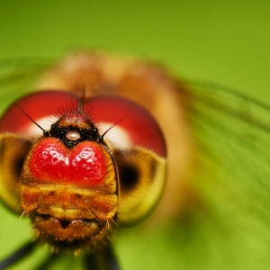 A macro shot of the head of a red dragonfly