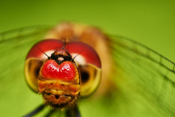 A macro shot of the head of a red dragonfly