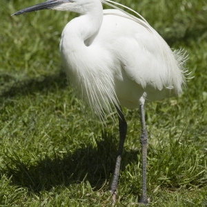 A cattle egret feeding on a meadow