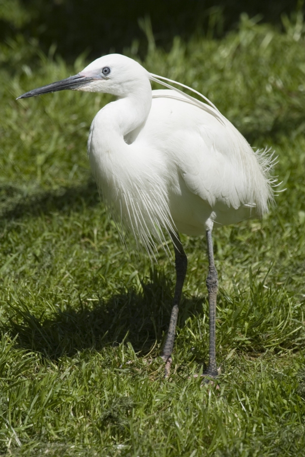 A cattle egret feeding on a meadow