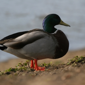 A mallard resting on a lake shore