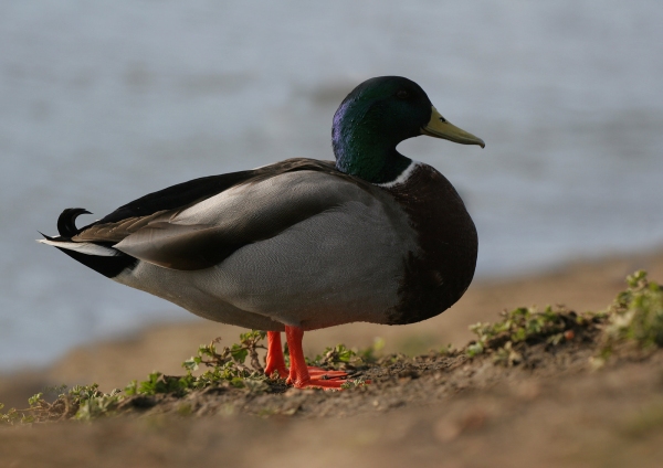 A mallard resting on a lake shore