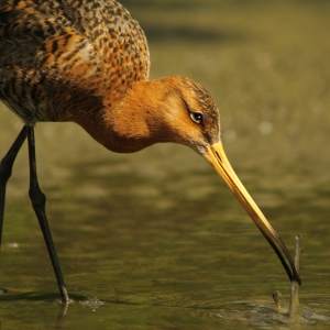 A black tailed godwit foraging for food in the shallows