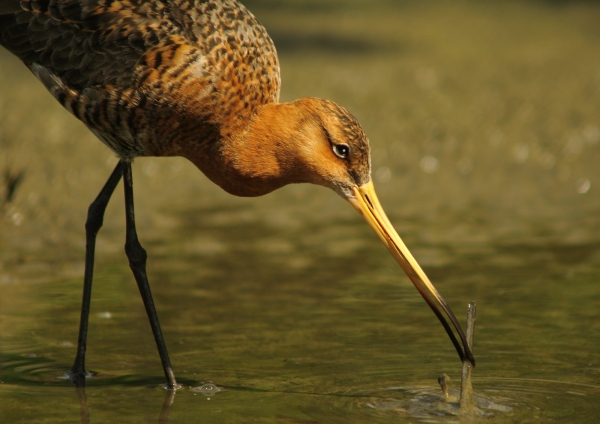 A black tailed godwit foraging for food in the shallows