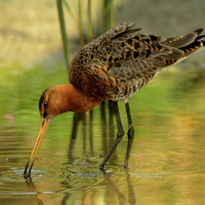 A black tailed godwit foraging for worms in shallow water