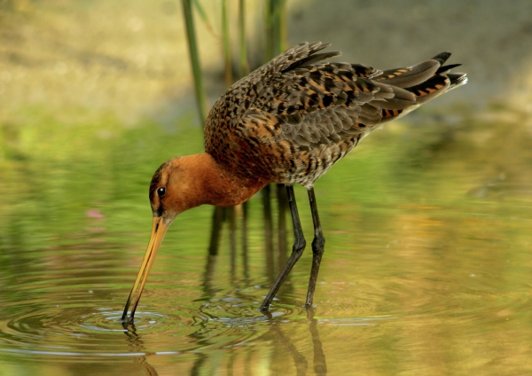 A black tailed godwit foraging for worms in shallow water