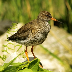 A common redshank standing on a stone