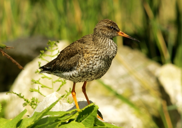 A common redshank standing on a stone