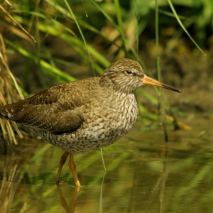 A common redshank wading in shallow water