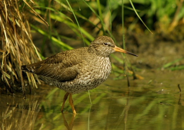 A common redshank wading in shallow water