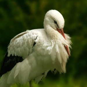 A European Stork resting