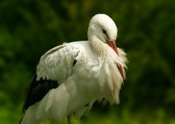 A European Stork resting