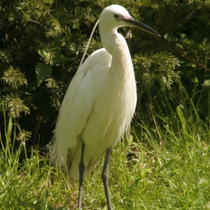 A cattle egret posing in the sunshine