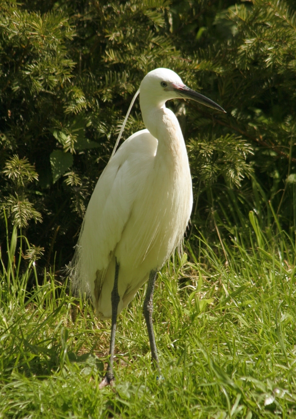 A cattle egret posing in the sunshine