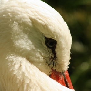 A close up view of a stork's head