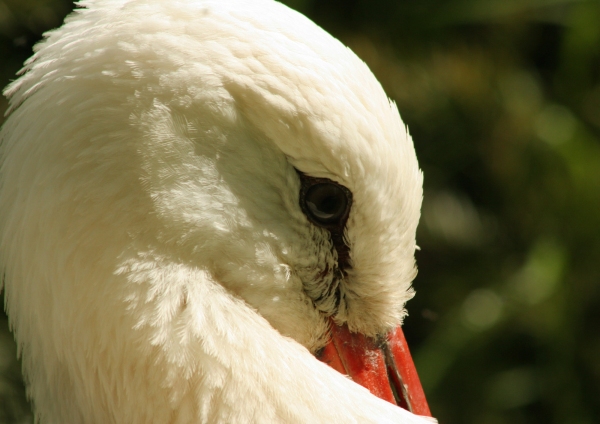 A close up view of a stork's head