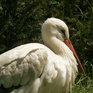 A European Stork resting on the bank