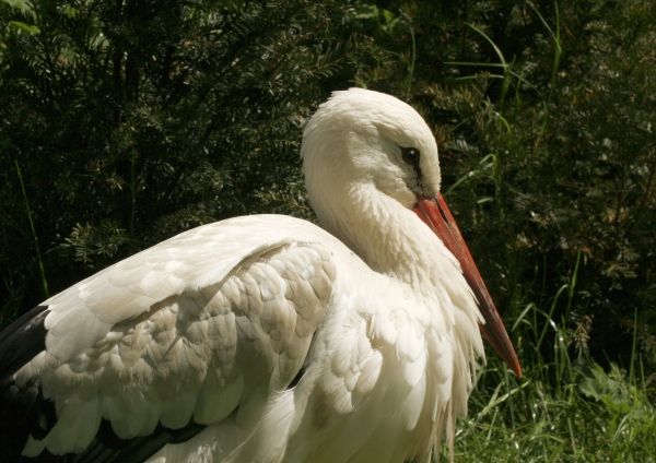 A European Stork resting on the bank