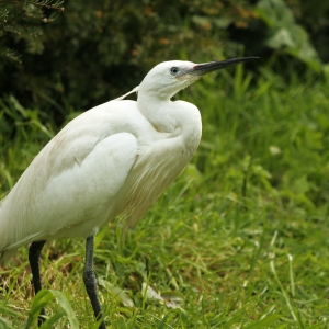 A cattle egret foraging in the long grass